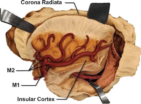 Illustrative representation of the insular lobe and its adjacent ...