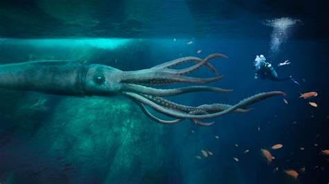 Real Giant Squid Images | Bruin Blog