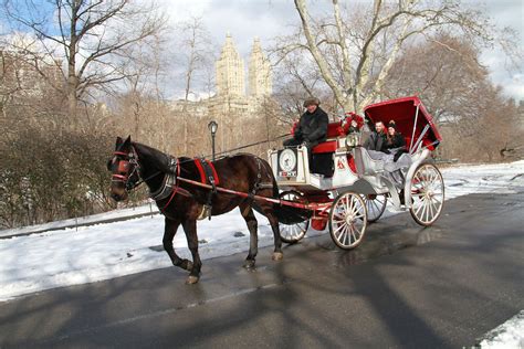 Carriage Ride in Central Park by Official NYC Horse Carriage Ride company!