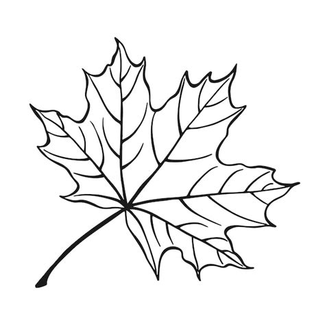 Premium Vector | Hand drawn maple leaf outline Maple leaf in line art ...