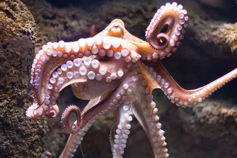 Common Octopus | Learn With the South Carolina Aquarium