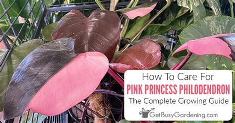 Pink Princess Philodendron Care & Complete Growing Guide