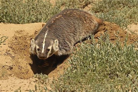 About American Badger - Behavior, Diet, Characteristics, & Facts