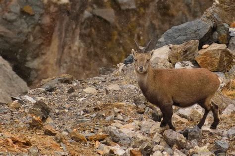 Hiking in Stelvio National Park from Cusiano - Civitatis.com