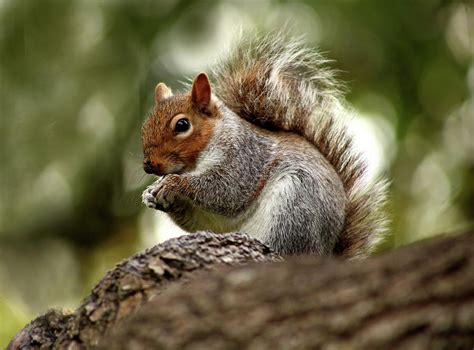 42 Tree Squirrel Profile Facts: Nest, Lifespan, Habitat, More - Mammal Age