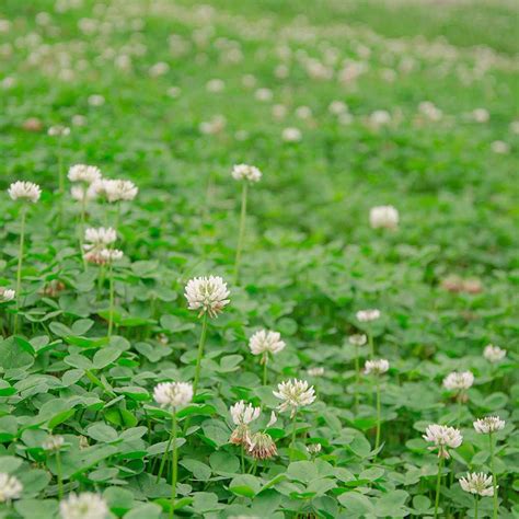 Bulk White Dutch Clover Seeds Trifolium Repens