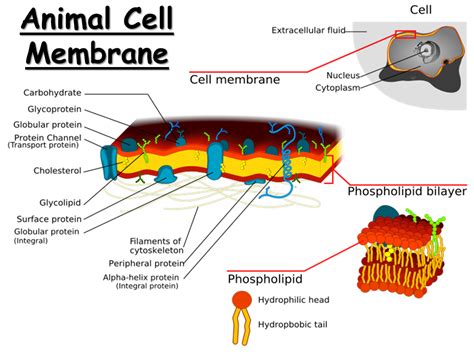 Membranes. Structure and Function - Presentation Biology