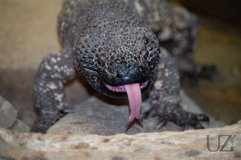 Mexican Beaded Lizard – Utica Zoo