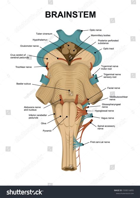 Brain Stem Anatomy Model