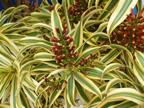 Dracena Malaia (Pleomele Reflexa) - FazFácil | Planta dracena, Plantas ...