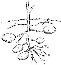 Tubers Diagram