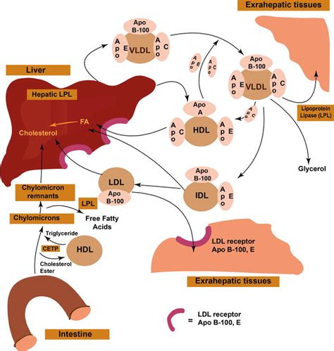 Introductory Chapter: Overview of Lipoprotein Metabolism | IntechOpen