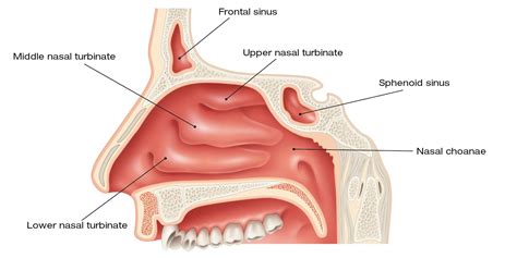 The nasal cavities - Fitonasal 2Act