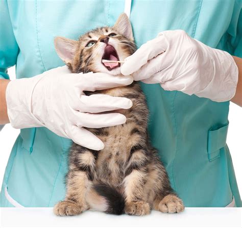 Kitten Dental Care - Twin Towns Vet