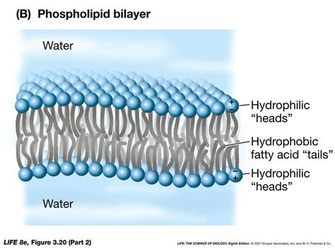 How do the physical properties of soap allow water to be used to clean ...