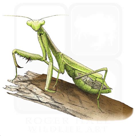 Praying Mantis Scientific Illustration