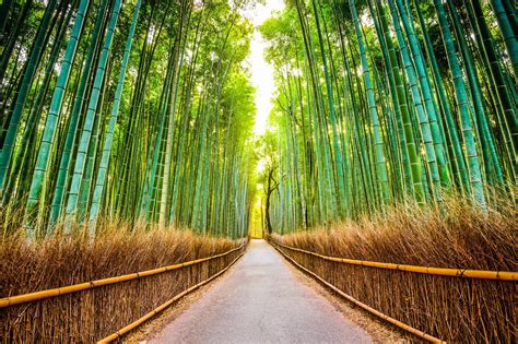 Arashiyama Bamboo Forest & Other Top Photo Spots in Kyoto | Localgrapher