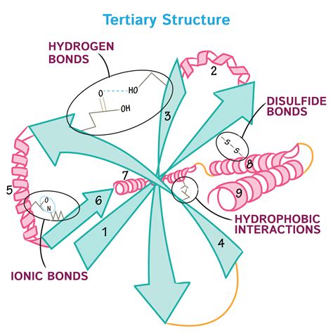 Biochemistry Glossary: Protein Structure Class: 3. Tertiary | Draw It ...