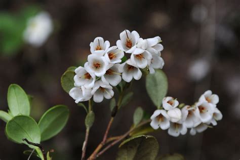 Vaccinium vitis-idaea L. | Plants of the World Online | Kew Science