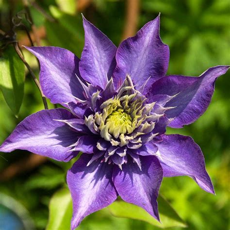 Multi Blue Clematis Vine | American Meadows