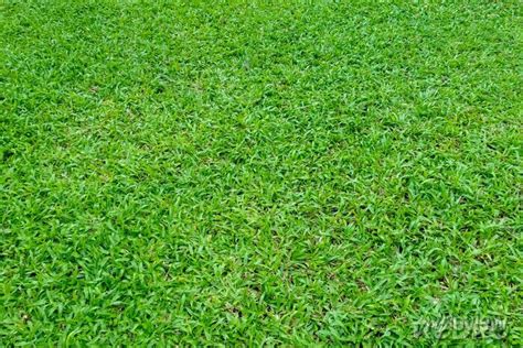 Green grass texture for background. green lawn pattern and texture ...