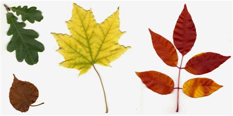 CO-Horts: The Science behind Autumn Leaf Colors