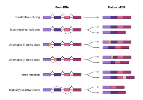 Exon- Definition, Structure, Splicing, Process of Splicing