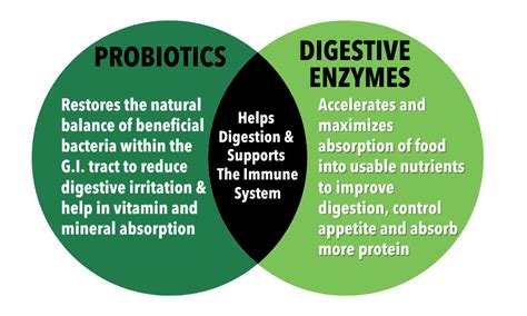 Probiotics vs. Digestive Enzymes: What Do They Do? | Thrive