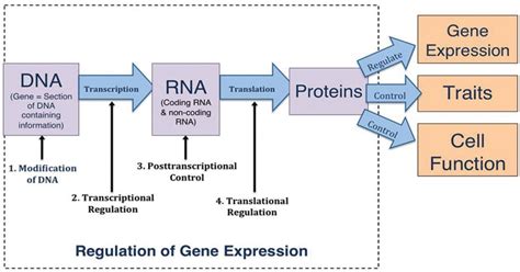 Gene Expression- Definition, Process, Regulation, Mechanism