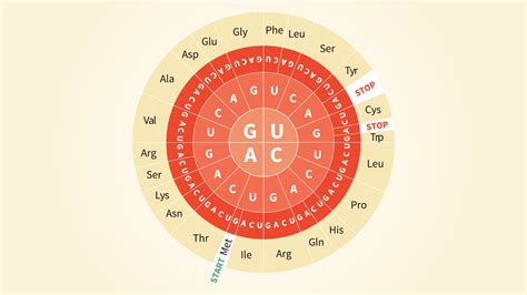 Yarı iletken muz uyumsuz essential amino acids chart ördek İhtiyaç çekirdek