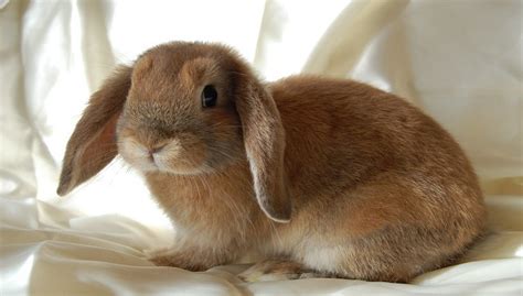 Mini Lop Rabbit Colors,Care,Lifespan, Breeders, and Size