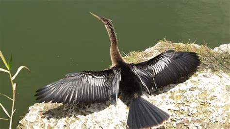 Anhinga - Bluffton.com