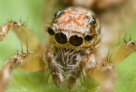 Combien D'yeux une araignée a-t-elle? À Quoi Ressemblent Les Yeux D ...