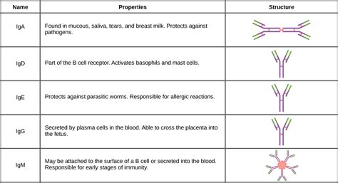 Antibodies Composed Of Igg Immunoglobulin Quizlet at Jasmin Singleton blog