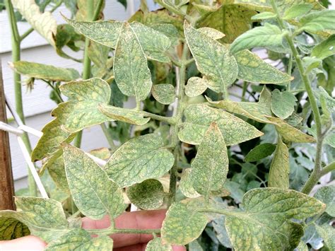 Whiteflies – On Tomatoes | Walter Reeves: The Georgia Gardener