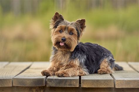 Yorkshire Terrier Breed Information Guide: Photos, Traits, & Care ...