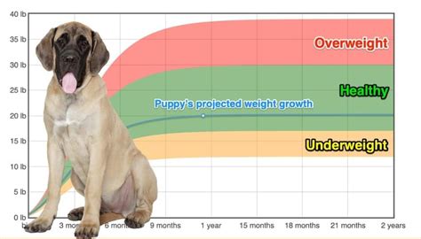 English Mastiff Weight+Growth Chart 2024 - How Heavy Will My English ...