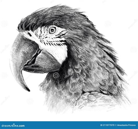 Sketch - Parrot Profile. on White Background. Detailed Pencil Drawing ...