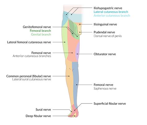 Lateral Femoral Cutaneous Nerve Dermatome - Bar Charts Quickstudy ...