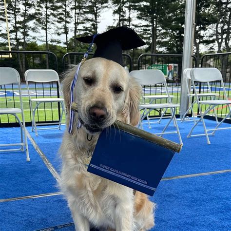 Adorable therapy dog honored at high school graduation - ABC News