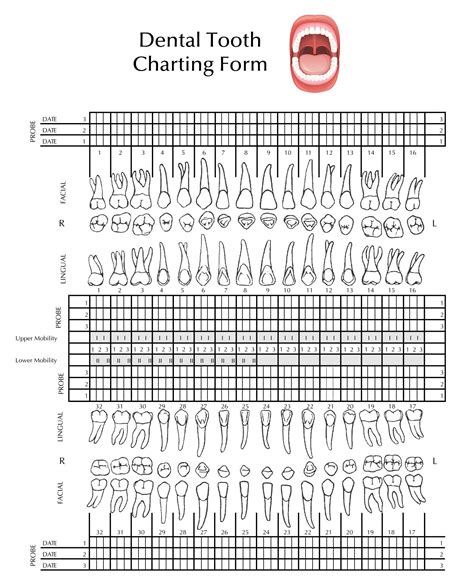 Printable Blank Tooth Chart