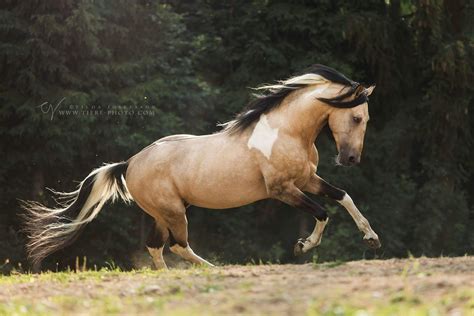 Pin on Baroque, Iberian, Andalusian, Lusitano, Paso Fino, Spanish