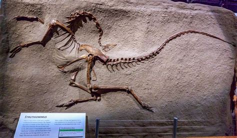 Dinosaur Exhibits at Royal Tyrrell Museum in Drumheller, Canada ...