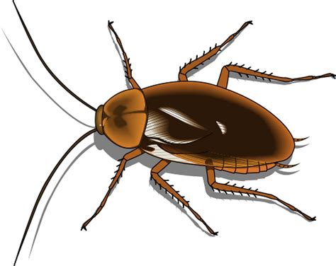 Cockroach PNG Images Transparent Free Download | PNGMart.com