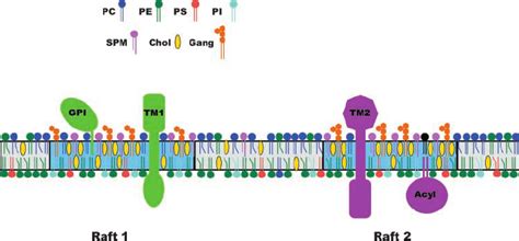 Structure of lipid rafts. Lipid rafts (blue bilayer) are specialized ...