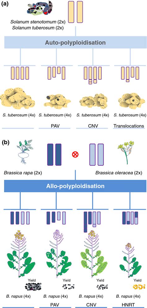 Origins of different kinds of structural variants in autopolyploid and ...