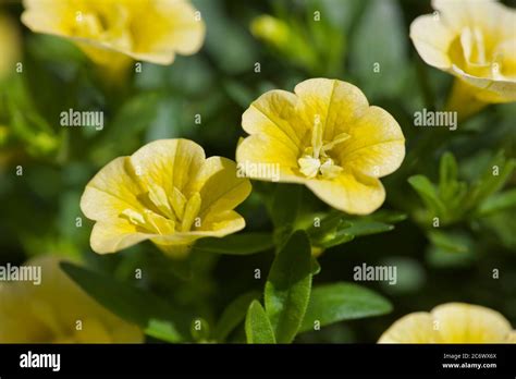 Calibrachoa 'Million Bells Yellow' Stock Photo - Alamy