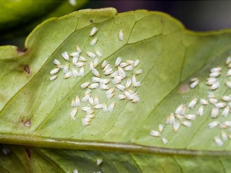 Controlling Whiteflies - Tips For Whitefly Prevention Indoors