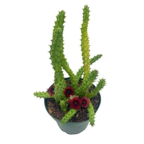 Huernia Red Dragon: Unleash Exotic Beauty with this Rare Succulent