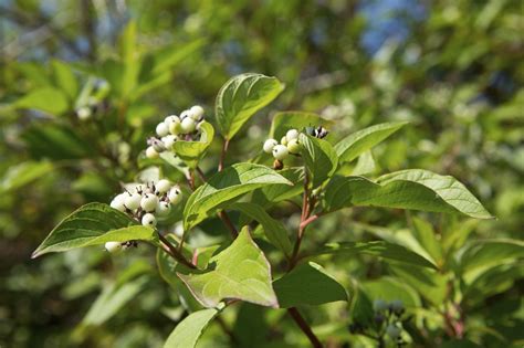 Shrubs That Bloom In Zone 3: Choosing Flowering Shrubs For Zone 3 ...